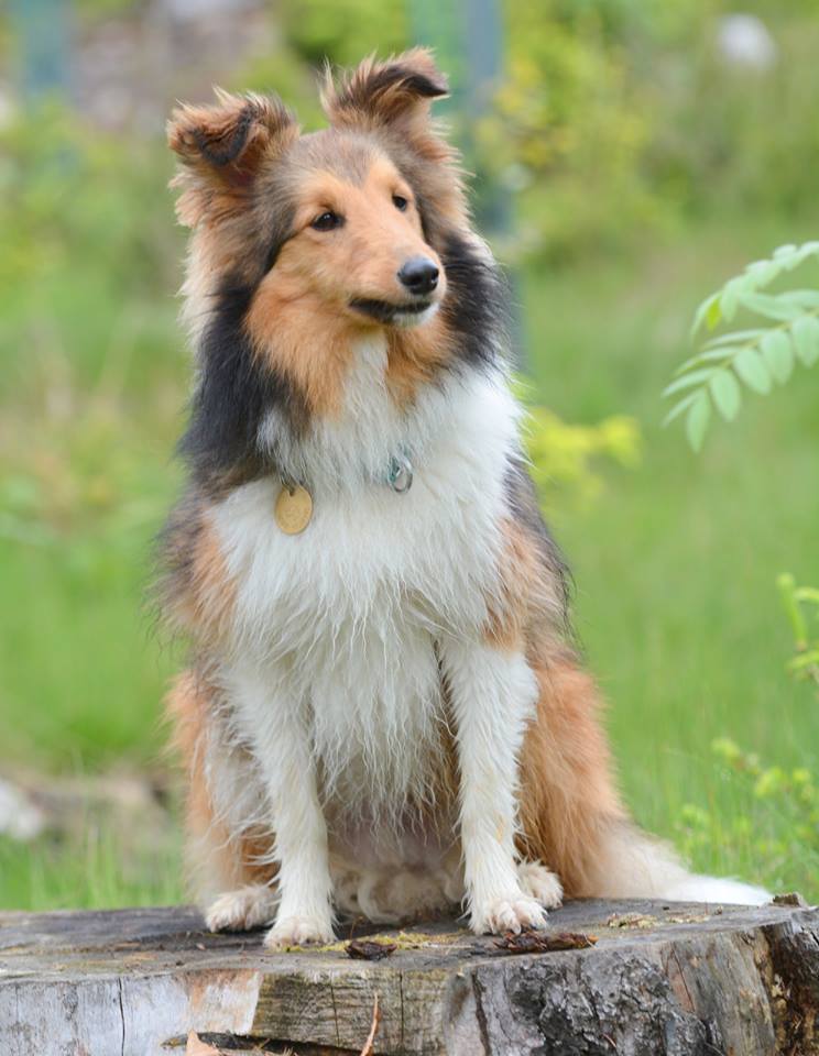 BRUTUS HAPPY Fun dog